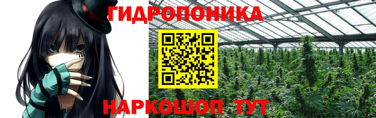 Канабис сатива Александров